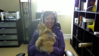 My Corgi Lana Twerking for Da Stream [Twitch TV Highlight]