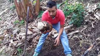 COMO SEMBRAR CORRECTAMENTE  PLANTA DE PLATANO