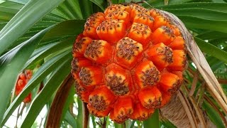 БОТАНИЧЕСКИЙ САД Санто - Доминго, Botanic garden, Тропические растения, , Доминикана.