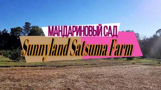 Мандариновый сад в США! Собери урожай сам! Сатсумы.