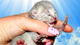 СПАСЕНИЕ КОТЕНКА. Кошка отказалась от новорожденных котят