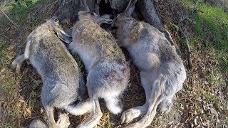 Коллективная охота на зайца (облава) / лучшие моменты из охоты