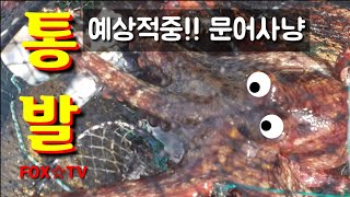 낚시는 치우고 통발 가즈아! 통발에 대왕문어가?-FOX☆TV