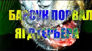 Последствия охоты на барсука. Барсук порвал Ягдтерьера