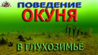 Поведение ОКУНЯ в ГЛУХОЗИМЬЕ.КОНУС. ПОДВОДНЫЕ СЪЁМКИ ( perch fishing underwater )