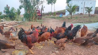 koli PART4
ನಾಟಿ ಕೋಳಿ ಸಾಕಾಣಿಕೆ ನಾಗಮಂಗಲ
baby ???
963237೭೨75