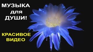 Музыка для Души. Релакс. Красивая Музыка! Музыка в стиле Энигма