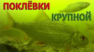 ПОКЛЁВКИ КРУПНОЙ ПЛОТВЫ подо ЛЬДОМ.( Подводные съёмки )