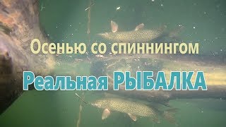 Спиннинг в сентябре 2017 Реальная рыбалка СШВДХ