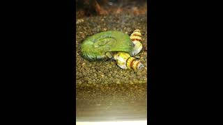 Helenka vs Zatoczek rogowy / Clea Helena kills planorbarius corneus