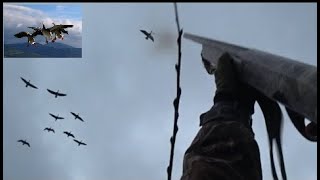 Охота на гусей "Дробь №3" (goose hunting)