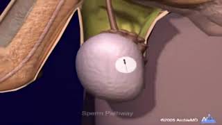 Sperm Formation and Ejaculation Process  Medical Video