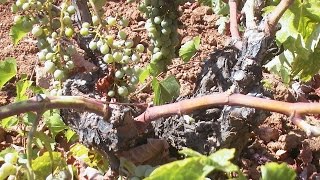 CULTIVO DE LA VID EN ECOLÓGICO