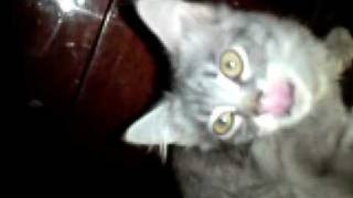 Коты сосут друг у друга