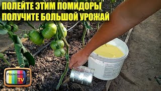 ПОЛЕЙТЕ ЭТИМ ПОМИДОРЫ ПОЛУЧИТЕ БОЛЬШОЙ УРОЖАЙ СЛАДКИХ ПЛОДОВ