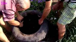 140 клубней с одного клубня картофеля через 2 месяца. Эм эко, однако.
