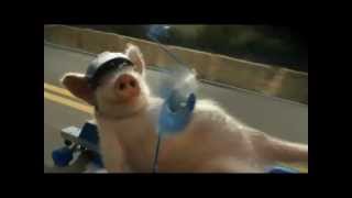 New GEICO PIG commercial Parody! MUST WATCH!!