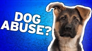 A Dog's Purpose Animal Abuse: PETA Responds