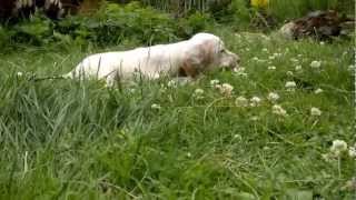 English Setter Puppies (Английский сеттер -щенки)