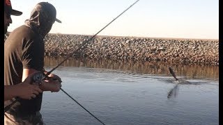 How to catch King Salmon Casting Lures! California delta