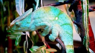 Кормим хамелеонов в замедленной съемке. #Хамелеон ест