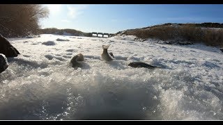 Открытие сезона 2019-2020 отменный клев карася,(Сабынды)