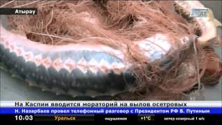 На Каспии вводится мораторий на лов осетровых