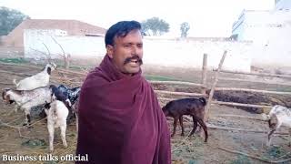 Bakra farming in Pakistan-Bakra farms-Bakra Mandi -Lahore Mandi-Goat farms-Business talks official