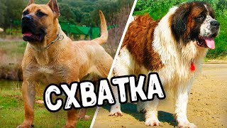 КАНАРСКИЙ ДОГ ПРОТИВ МОСКОВСКОЙ СТОРОЖЕВОЙ