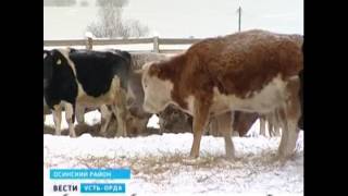 Молочный мини цех в Иркутской области