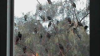 O grão de mostarda e as aves