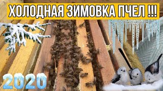 Холодная зимовка пчел !!! 1.02.2020