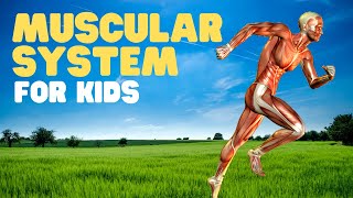 Muscles for Kids | A fun intro to the muscular system for kids