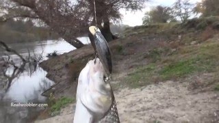 Chub Fishing on a River with Lures HD/ Angeln auf Döbel mit Wobbler/ Риболов на кефали