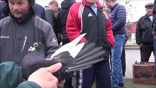 Голуби! Курск, ярмарка 2019г.