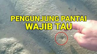 Cara cari kerang dipantai
