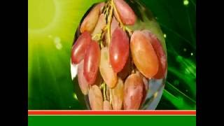 Виноград  Кира (Grapes Kira) 2015