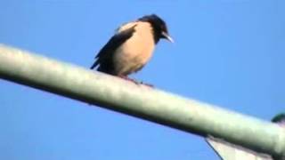 Rose-coloured Starling, Dungarvan, Waterford 2012