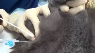 Отведение мочи у кота/The diversion of urine from a cat