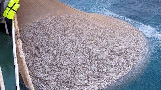 Amazing Big Fishing Catching Skill, Net Fishing in The Sea