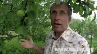Обрываем плоды. Для чего? || Ландшафтный Дизайн