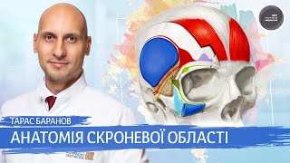 Анатомия и опасные зоны лица: височная область