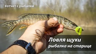 Рыбалка на старице. Ловля щуки на микроджиг