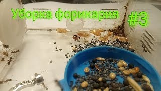 Уборка муравьиной фермы (формикария)