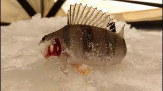 Зимняя рыбалка 2018.Ловля окуня ,карася.Щука ворует живца.Ловля на жерлицы.