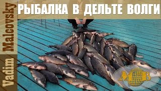 Рыбалка в низовьях Волги 2016.  База Царь-рыба в дельте Волги.  Мальковский Вадим
