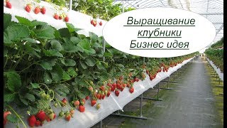 Выращивание клубники. Бизнес идея