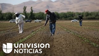 Políticas de Trump podrían dejar sin trabajadores al sector agricultor
