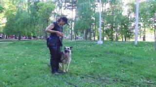 Дрессировка собак. Команда "АПОРТ". Как научить.
