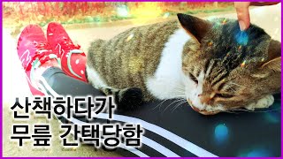 웹툰 그리다 운동할겸 산책하는데 냐옹이에게 무릎을 간택당했다냥?[고양이는 따뜻하니까 봐준다...그런데 너 좀 무겁다는]Cat vs Human